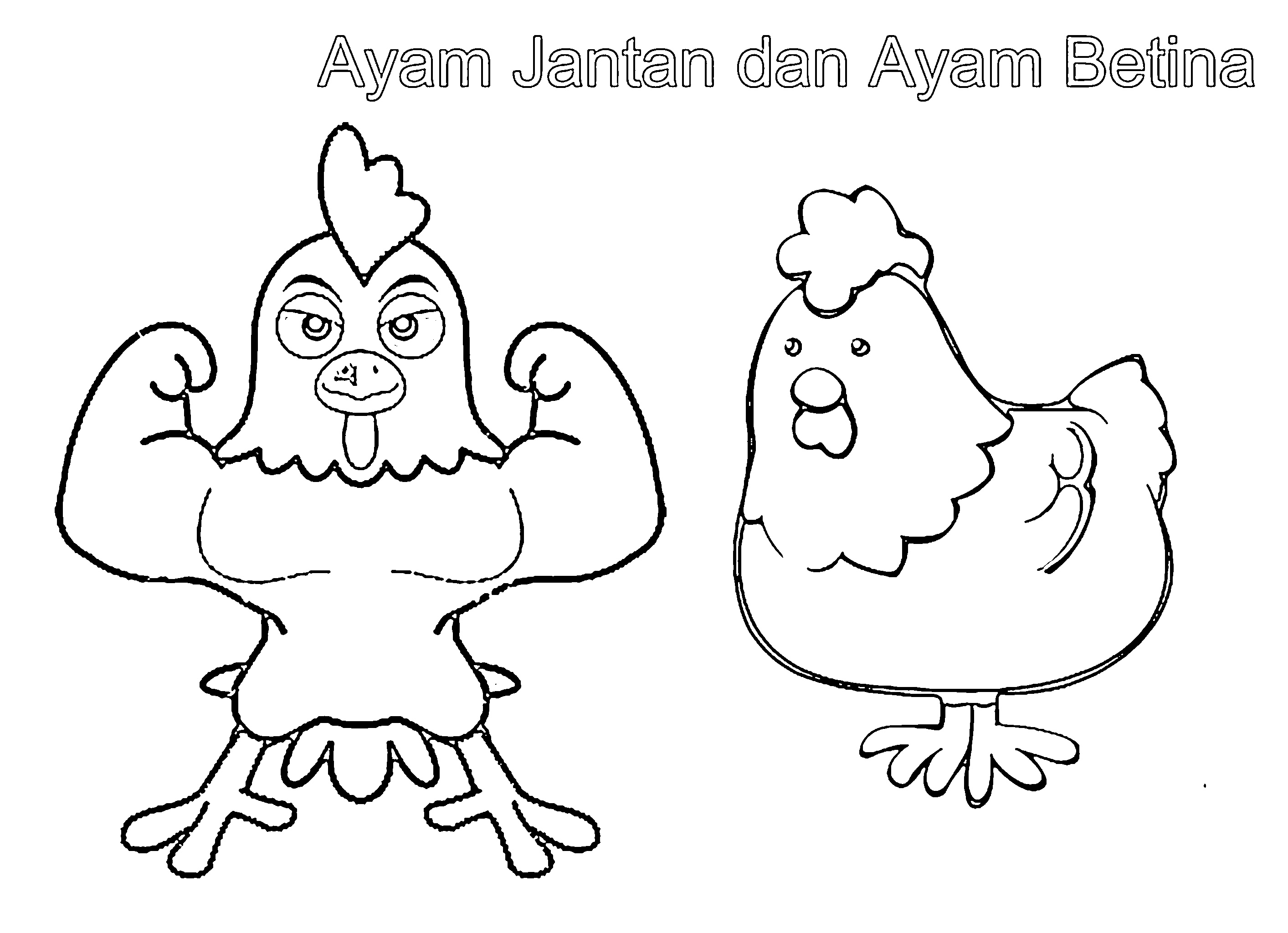 ayam